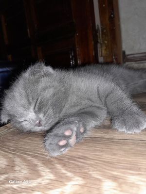 Продаётся котёнок