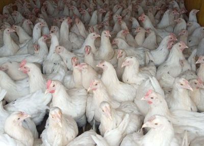 120 кунлик кора холлик ломан Сенди жужалар сотилади