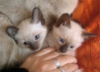 Котенок сиамский 1.5мес