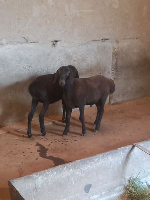 ona bola sotlade