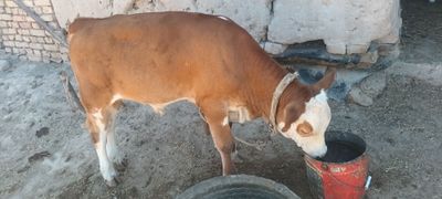 Smental sigir bolasi buqa