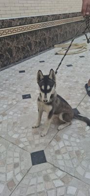 Xaski 4 oyli qiz bola