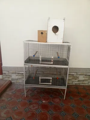 Valer sotiladi holati yaxshi