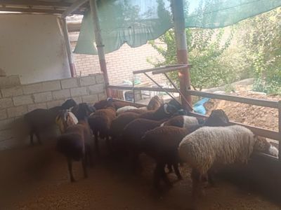 Sifatli boqilyotgan qòchqor barralar sotiladi