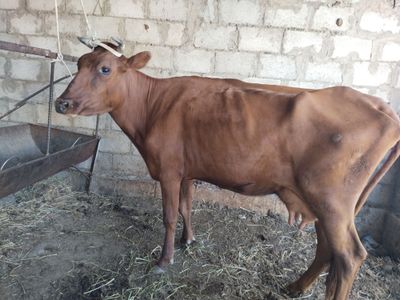 Ona bola sotiladi