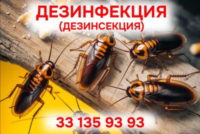 ДЕЗИНФЕКЦИЯ 24/7 Дезинсекция от насекомых. DEZINFEKSIYA Dezinfeksiya.