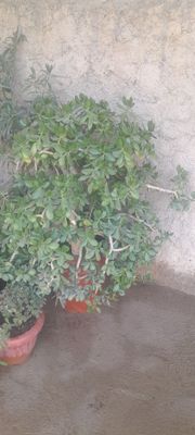 Chiroyli Dollar gul