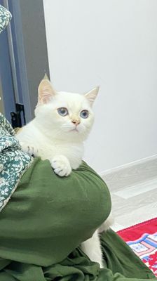 Продается color point chinchilla