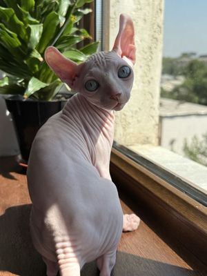 Сфинкс эльф мальчики