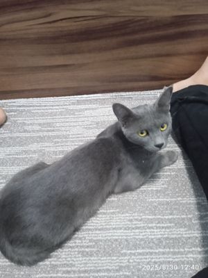 Mushug yuvosh oyol mishuk
