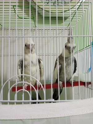 Парочка корелла продаётся