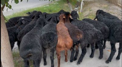 Кузилар сотилади