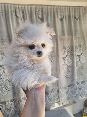 Срочно продается померанский шпиц.