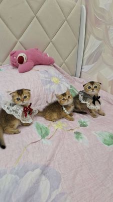 чистокроные котята