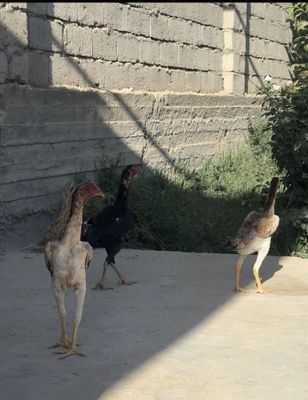 3chi aprelda chiqgan dakan jujalar