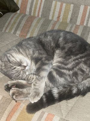 Кот, вислоухий, 8 месяцев