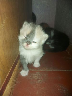 Mushuk