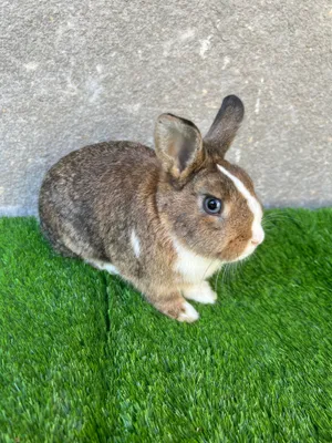 Карлик қуён самец 6 ойлик