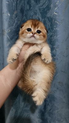 Продаётся элитный котёнок скоттиш-фолд
