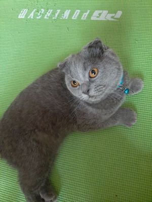 Кот фолд 2 года