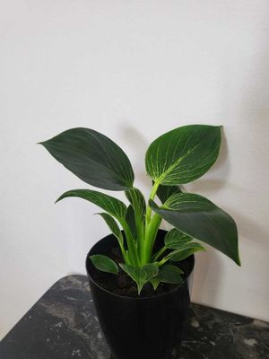 Felodendron birkin