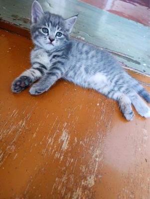 Продаю котёнка домашний чистый породистый мама британка