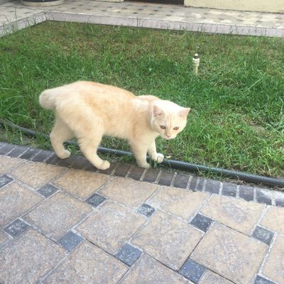 Mushuk Кошка (Скоттиш фолд) 7 ойлик ўғил