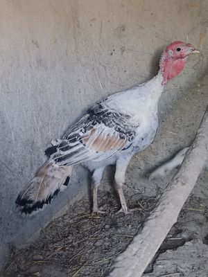 Erkak kurkalar sotiladi sirochni