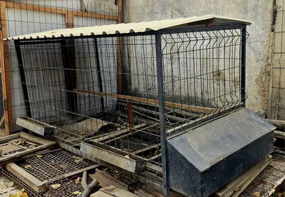 Товук катак орзон нархда