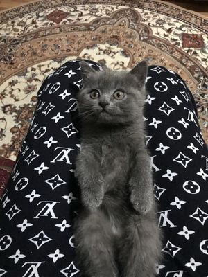 Британский скотишь страйт