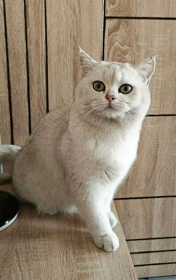 серебристый шыншыла