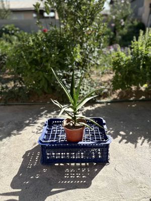 Алое вера лечебное