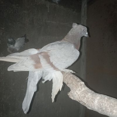 Kabutar Guri yosh nar