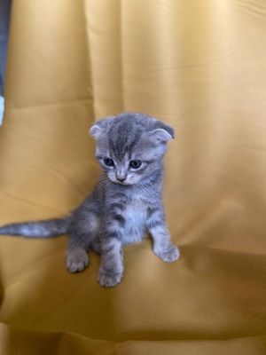 Продаются котята