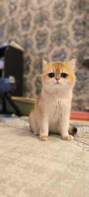 Золотая Шиншилла