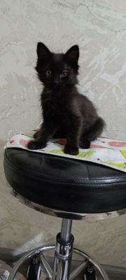 Отдам даром котят