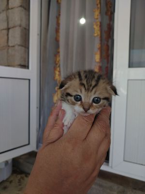 Продаётся котята весла ухи