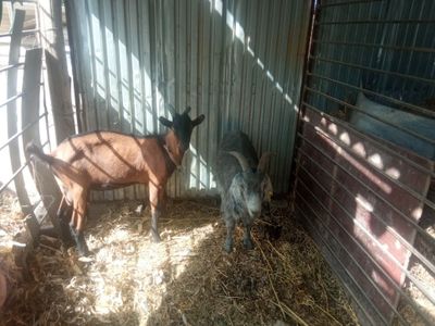 Alpin zotli taka sotiladi sog'iladiganiyam bor