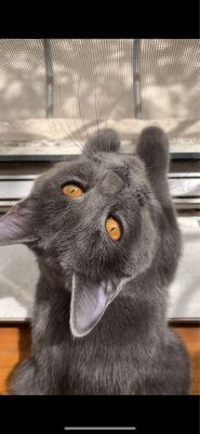 потерял котенек Русская голубая (Голубой Ошейник)