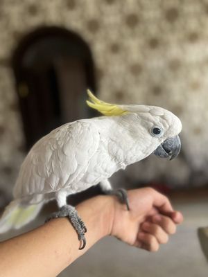 Продаю ручную попугая