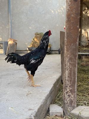 Dakan xoʻroz sotiladi