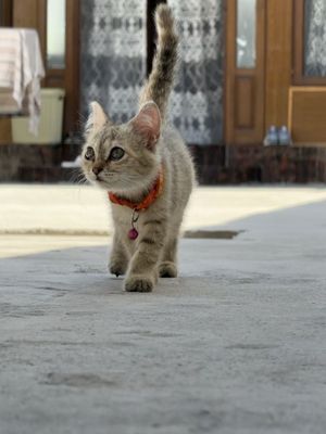 Mushukcha zotdor shinshila