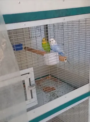 Pod chex para ishlagan