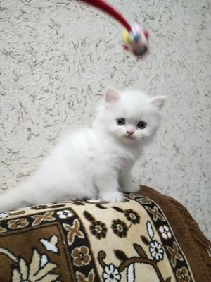 Продается Шотландские котят