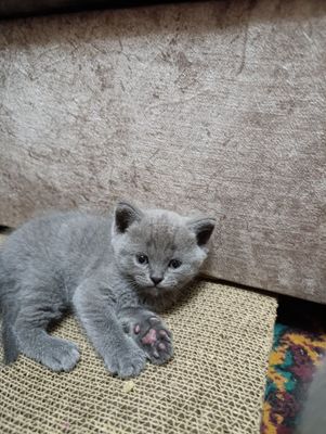 Породистые котята британской породы готовы к продаже.