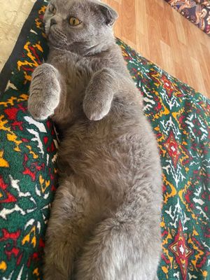 Parodali mushuk Скоттиш Фолд