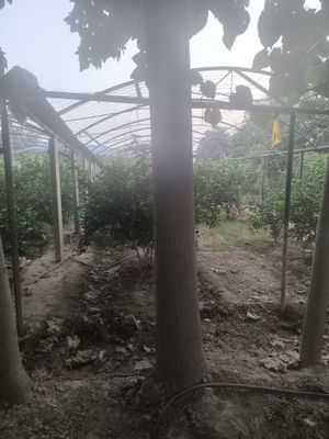 Тайер павлония дарахтлари.