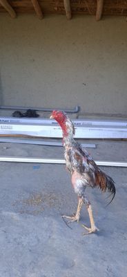 Xoʻroz sotiladi..