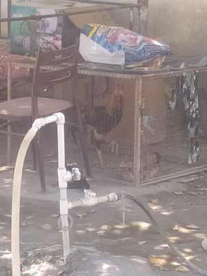 дакон хуроз