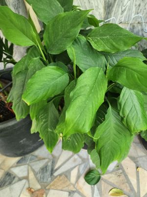 Aglanema gullari
